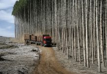 Na terra dos tritrens